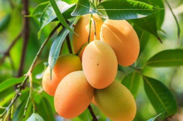 خواص دارویی برگ انبه برای دیابتی ها