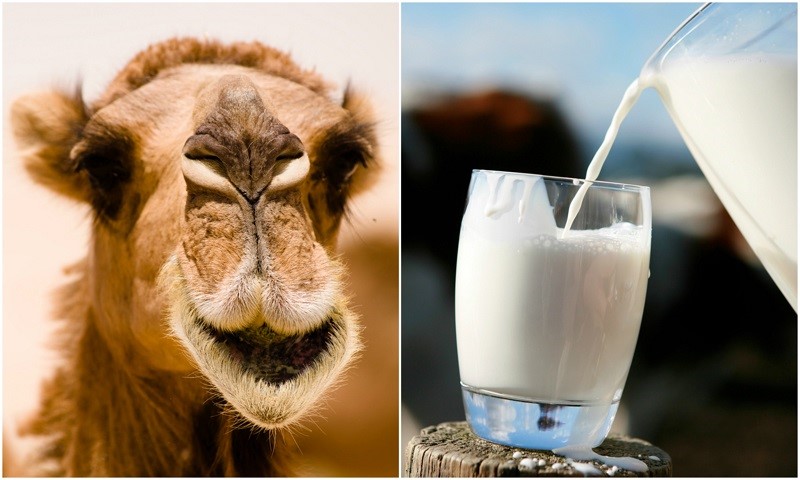 خواص شیر شتر برای افراد دیابتی